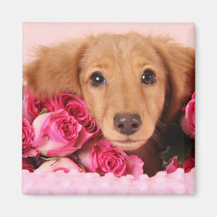 Íman Filhote de cachorro do Dachshund cercado por rosas