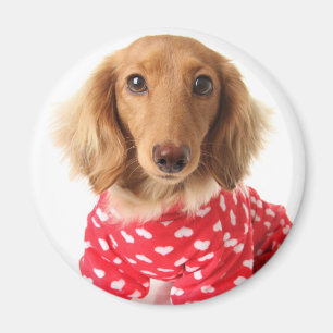 Íman Filhote de cachorro do Dachshund que veste o