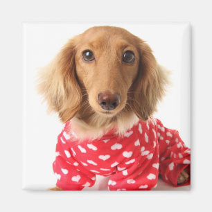 Íman Filhote de cachorro do Dachshund que veste o