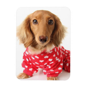 Íman Filhote de cachorro do Dachshund que veste o