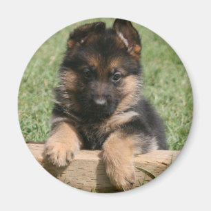 Íman Filhote de cachorro do german shepherd