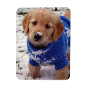 Íman Filhote de cachorro do golden retriever