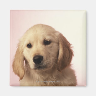 Íman Filhote de cachorro do golden retriever