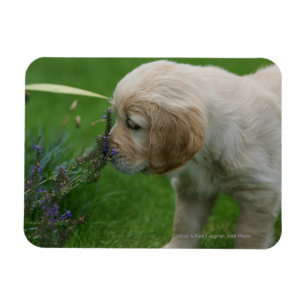 Íman Filhote de cachorro do golden retriever