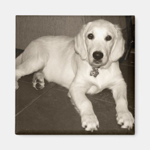 Íman Filhote de cachorro do golden retriever (creme
