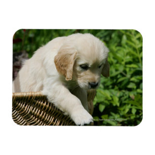 Íman Filhote de cachorro do golden retriever na cesta