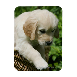 Íman Filhote de cachorro do golden retriever na cesta