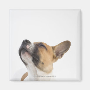 Íman Filhote de cachorro do híbrido