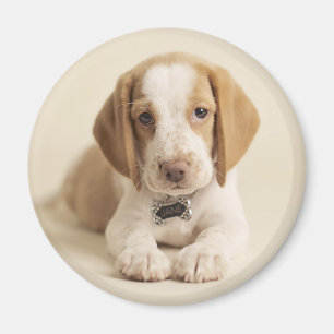 Íman Filhote de cachorro do lebreiro