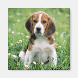 Íman Filhote de cachorro do lebreiro