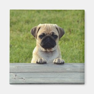 Íman Filhote de cachorro do Pug
