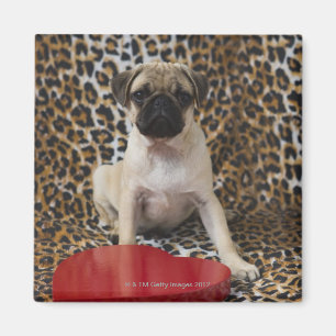 Íman Filhote de cachorro do Pug que senta-se contra o
