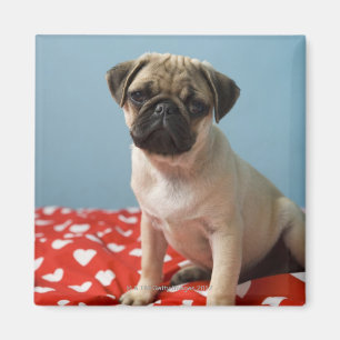 Íman Filhote de cachorro do Pug que senta-se na cama