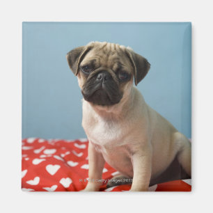 Íman Filhote de cachorro do Pug que senta-se na cama