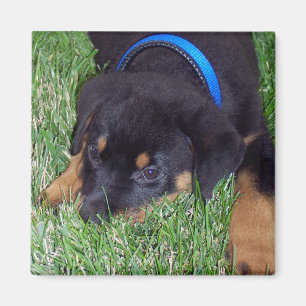 Íman filhote de cachorro do rottweiler
