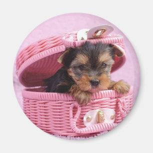 Íman Filhote de cachorro do yorkshire terrier