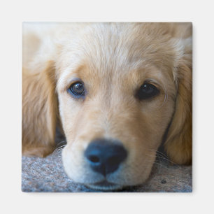 Íman Filhote de cachorro doce, doce