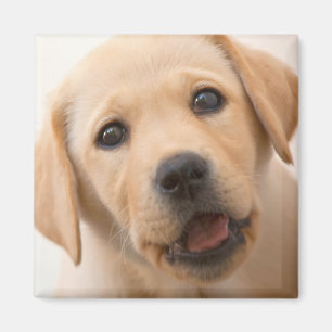 Íman Filhote de cachorro dourado de Labrador