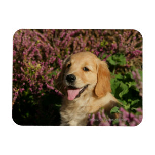 Íman Filhote de cachorro dourado de Retreiver