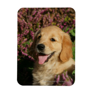 Íman Filhote de cachorro dourado de Retreiver