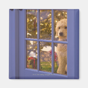 Íman Filhote de cachorro dourado do Doodle que olha