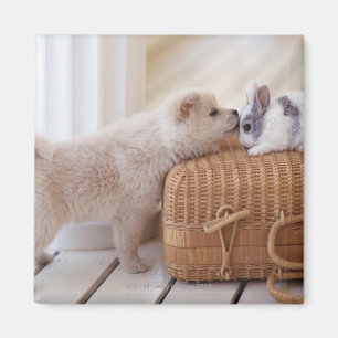 Íman Filhote de cachorro e coelho
