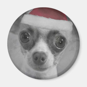 Íman Filhote de cachorro engraçado da chihuahua do