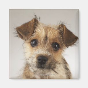 Íman Filhote de cachorro (familiaris do Canis)