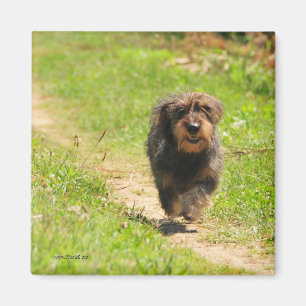 Íman Filhote de cachorro feliz Running do Dachshund
