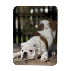 Íman Filhote de cachorro inglês do buldogue