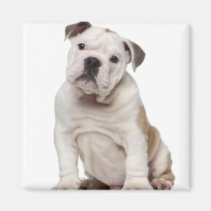 Íman Filhote de cachorro inglês do buldogue (2 meses
