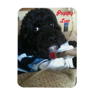 Íman Filhote de cachorro Luv
