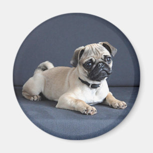 Íman Filhote de cachorro no sofá Lounging