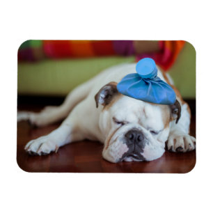 Íman Filhote de cachorro novo doente das imagens   de