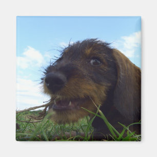 Íman Filhote de cachorro pernicioso do Dachshund