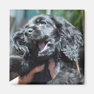 Íman Filhote de cachorro preto de cocker spaniel do