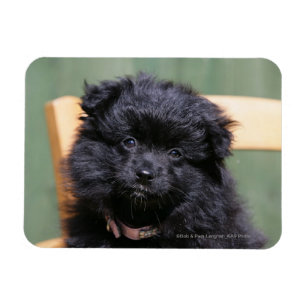 Íman Filhote de cachorro preto de Pomeranian
