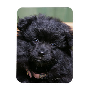 Íman Filhote de cachorro preto de Pomeranian