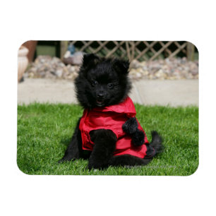 Íman Filhote de cachorro preto de Pomeranian que olha a