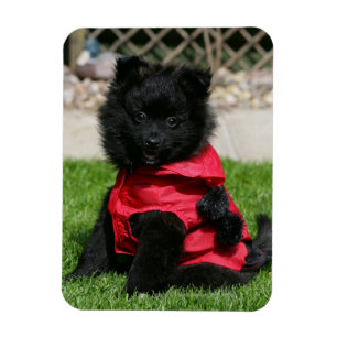 Íman Filhote de cachorro preto de Pomeranian que olha a
