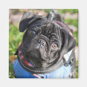 Íman Filhote de cachorro preto do Pug que veste uma