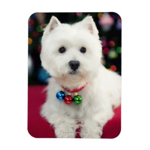 Íman Filhote de cachorro que veste o sino de Natal no