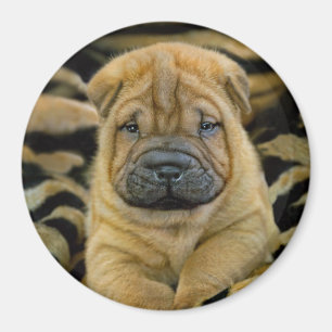Íman Filhote de cachorro semanas de idade de Shar-Pei 4