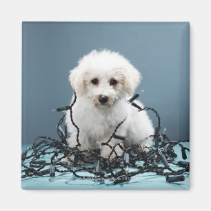 Íman Filhote de cachorro tangled em luzes de Natal