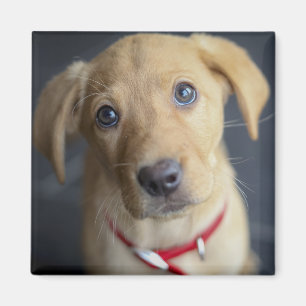 Íman Filhote de cachorro vermelho do Fox Labrador