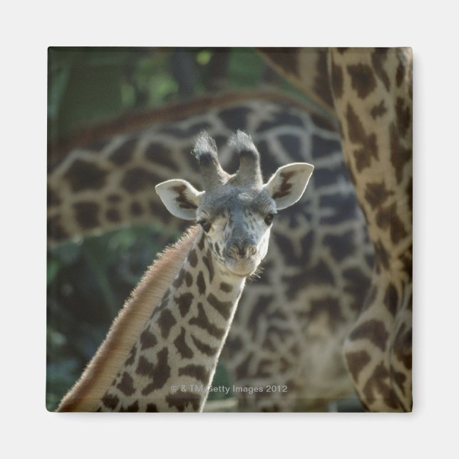 Íman Filhote de girafa com girafas (Frente)