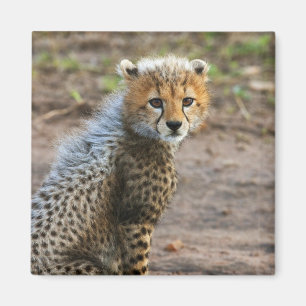 Íman Filhote de Guepardo Acinonyx Jubatus)