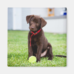Íman Filhote De Labrador De Chocolate Com Bola De Têni