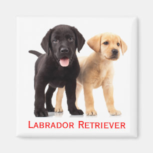 Íman Filhote de Labrador Retriever Amarelo Preto