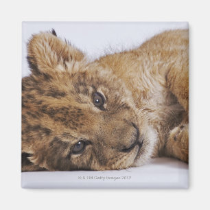 Íman Filhote de leão (Panthera leo) que encontra-se no